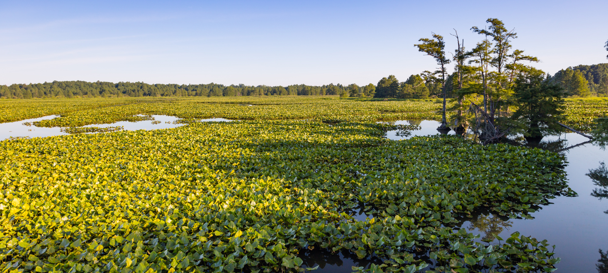 Reelfoot Lake